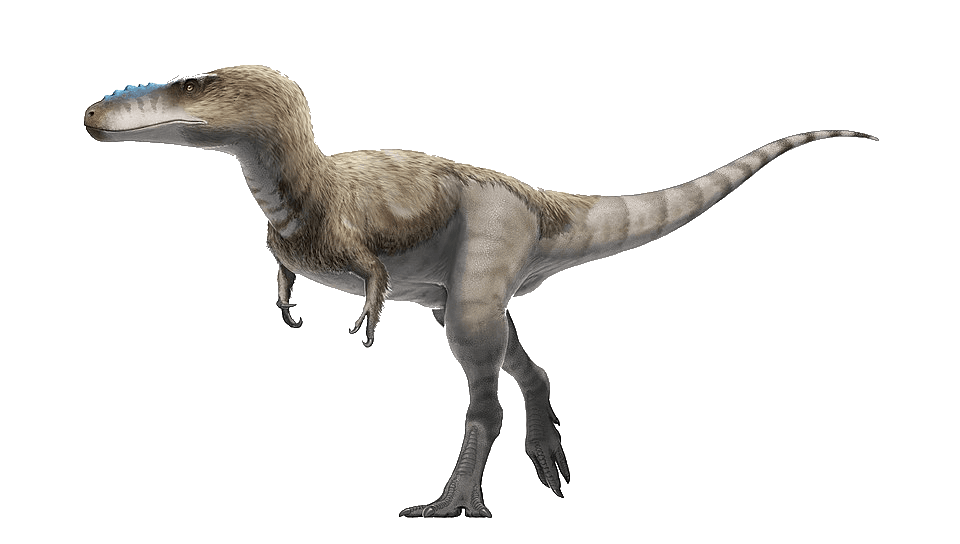 Alioramus — illustration