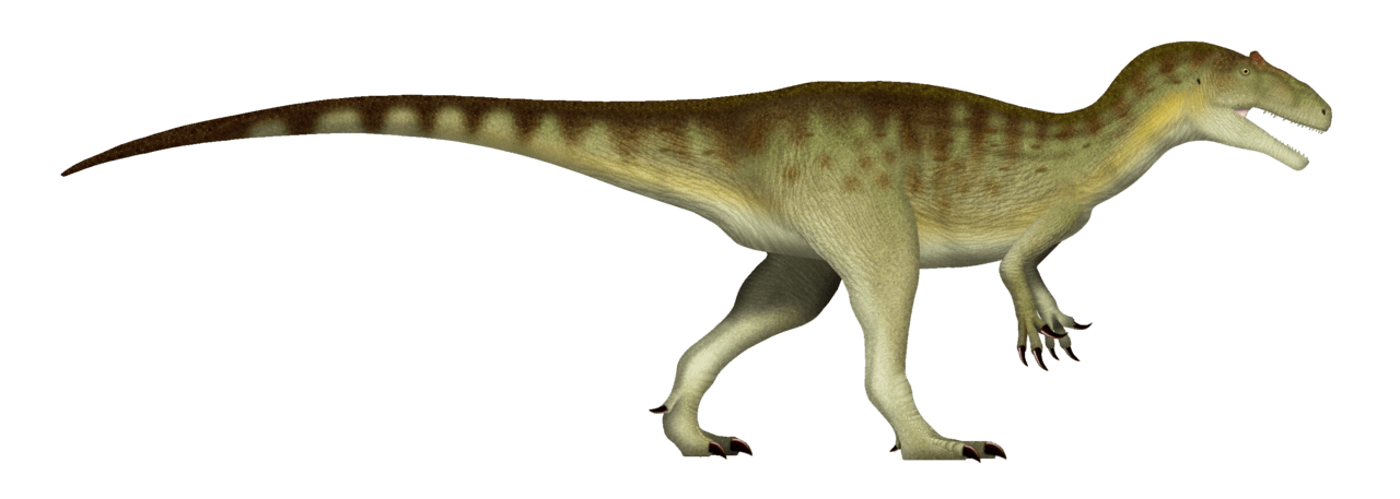 Allosaurus — illustration