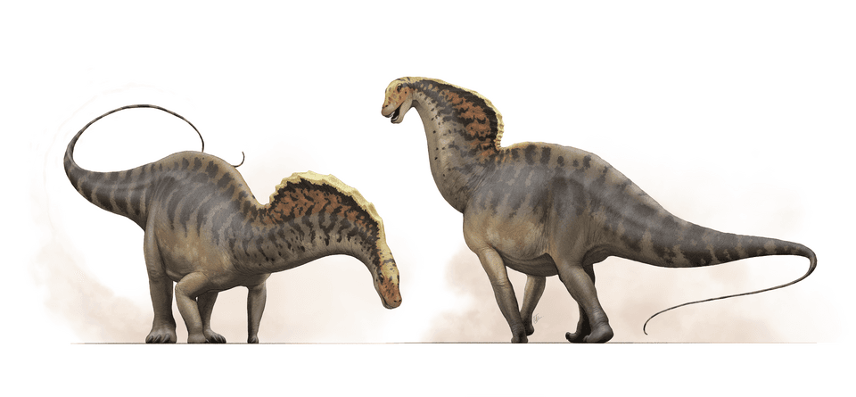 Amargasaurus — illustration