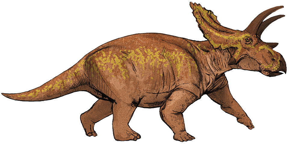 Anchiceratops — illustration
