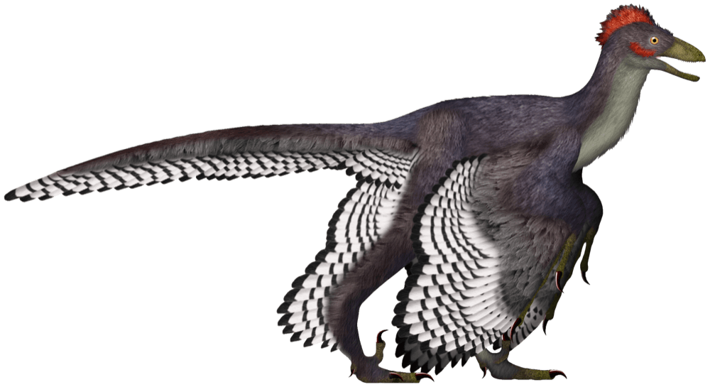 Anchiornis