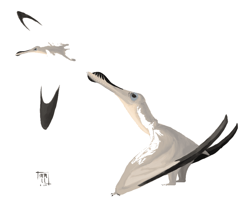 Anhanguera — illustration
