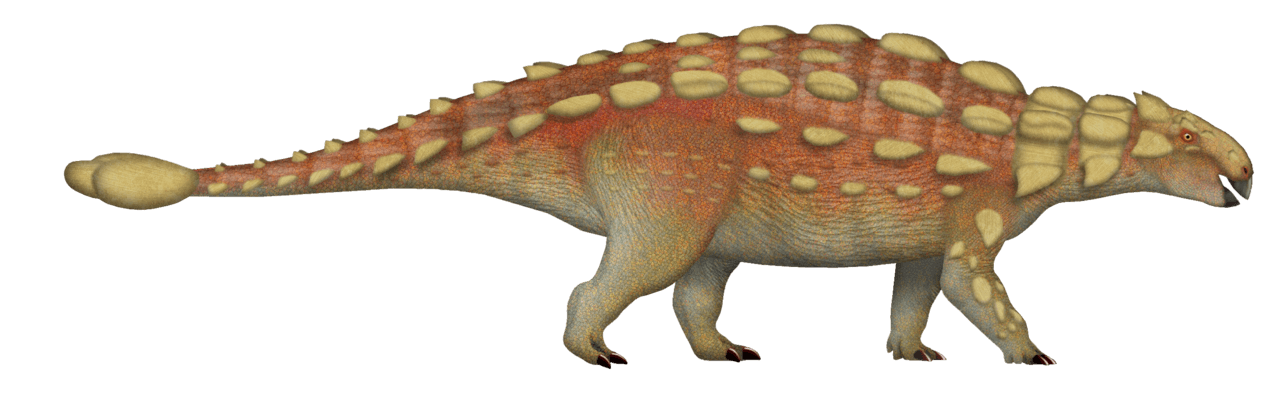 Ankylosaurus — illustration