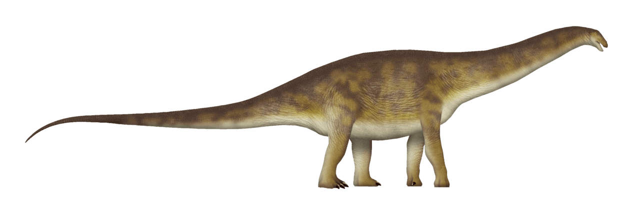 Apatosaurus — illustration