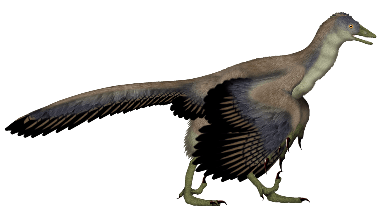 Archaeopteryx — illustration