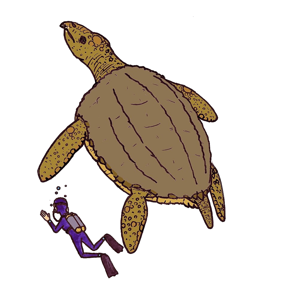 Archelon — illustration