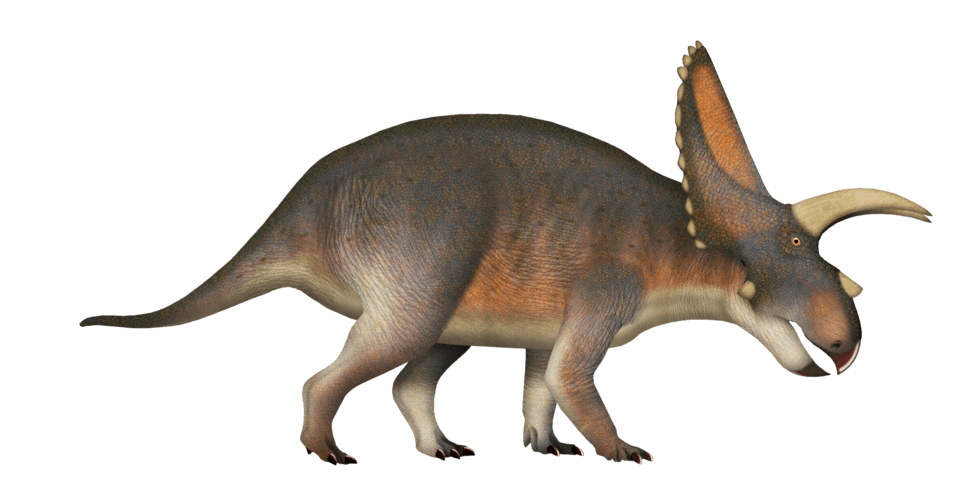 Arrhinoceratops — illustration