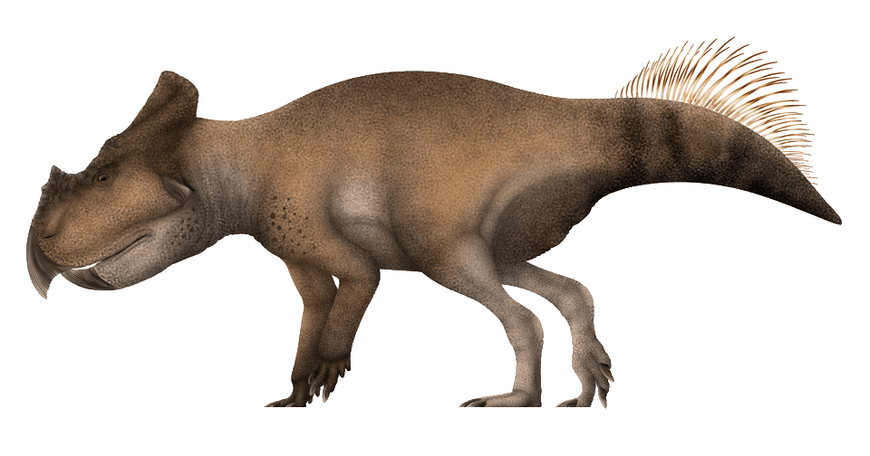 Bagaceratops — illustration