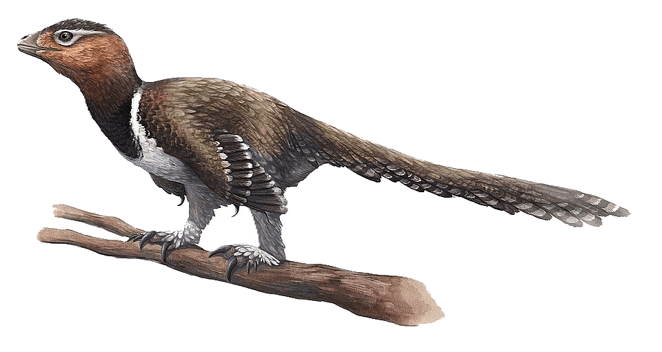 Balaur — illustration
