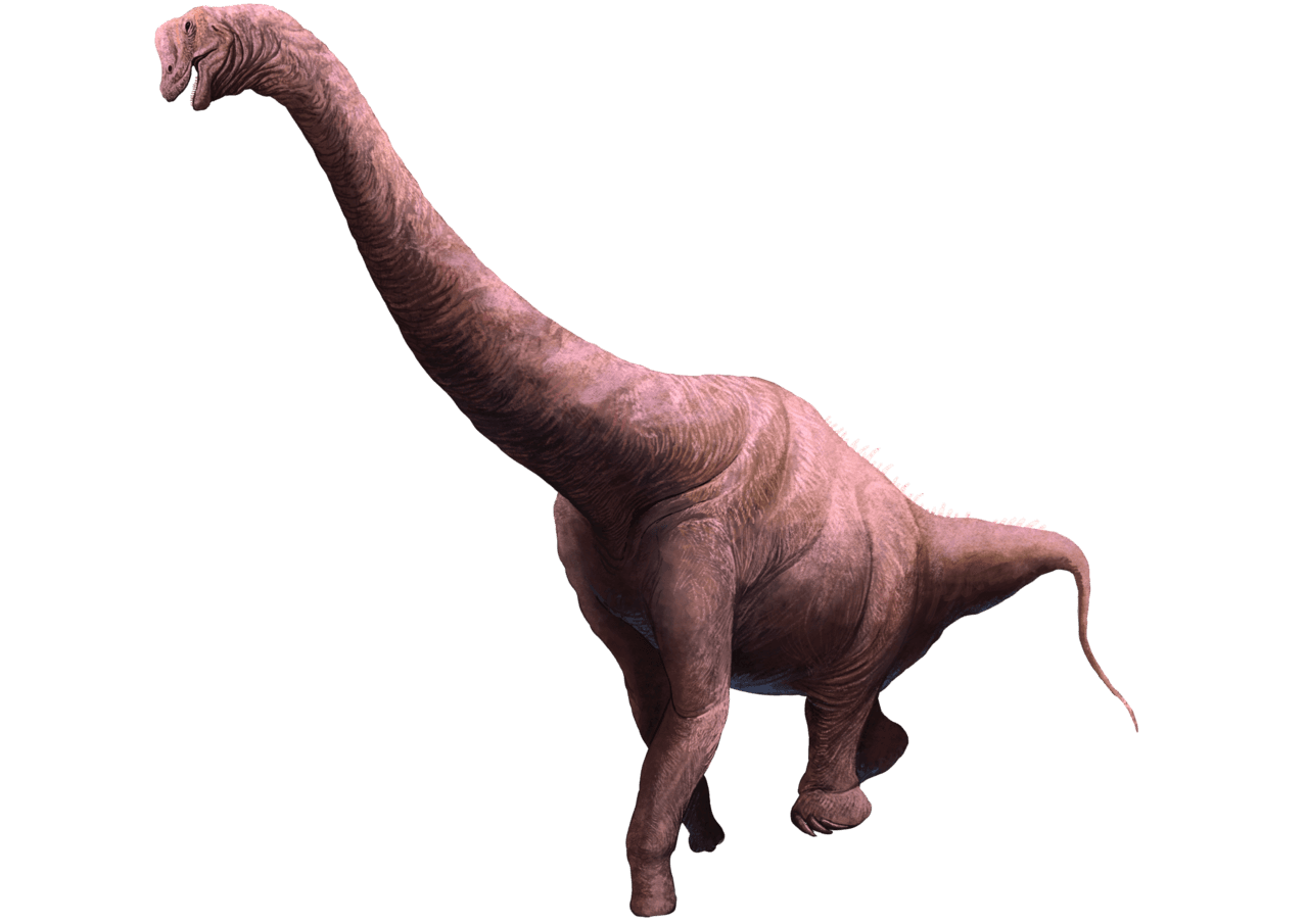 Brachiosaurus — illustration