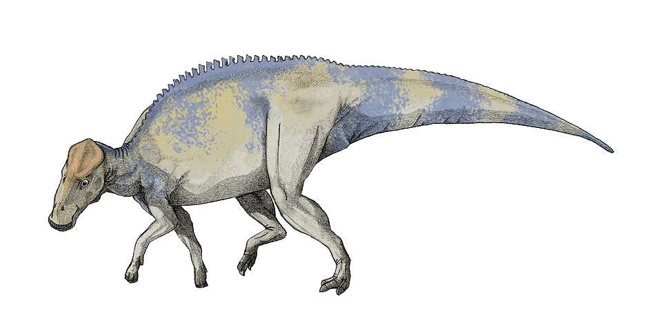 Brachylophosaurus — illustration