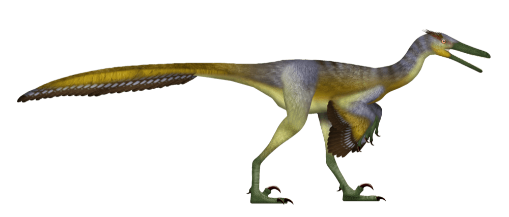 Buitreraptor