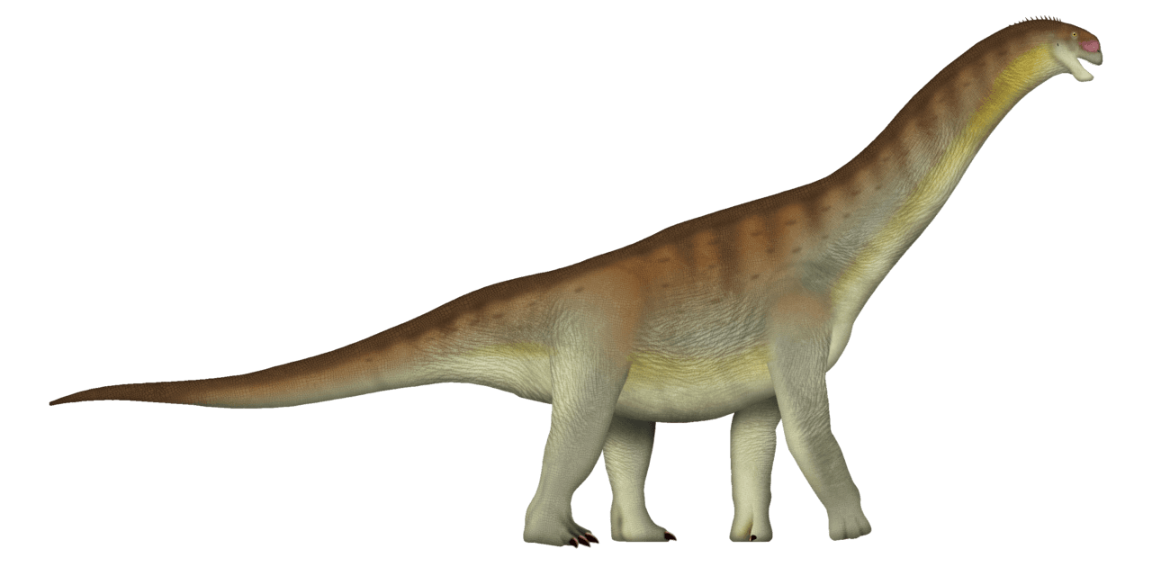 Camarasaurus — illustration