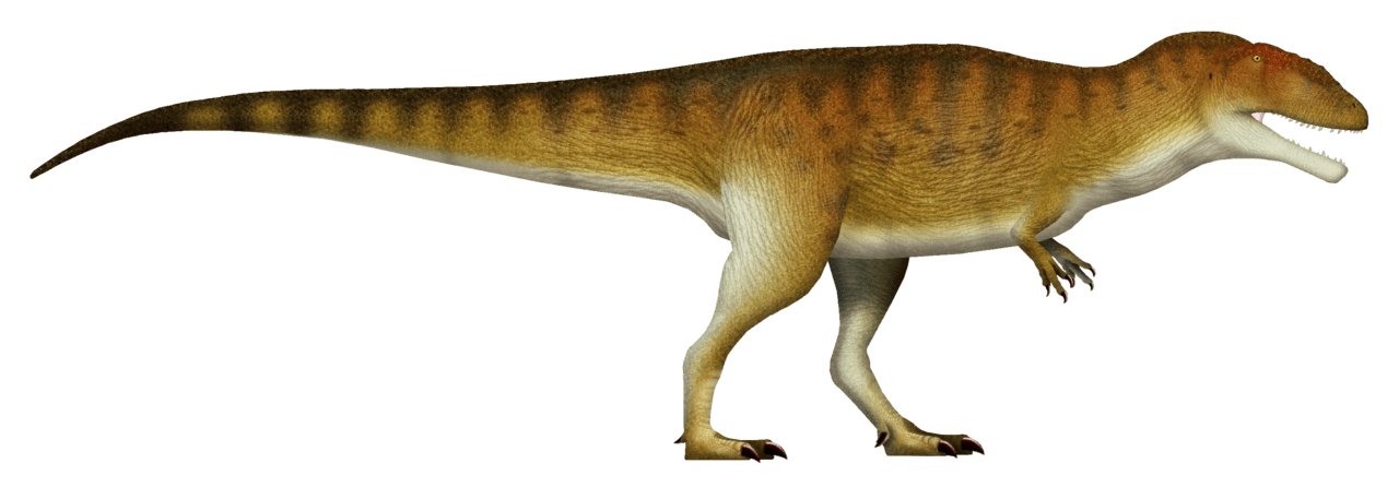 Carcharodontosaurus — illustration