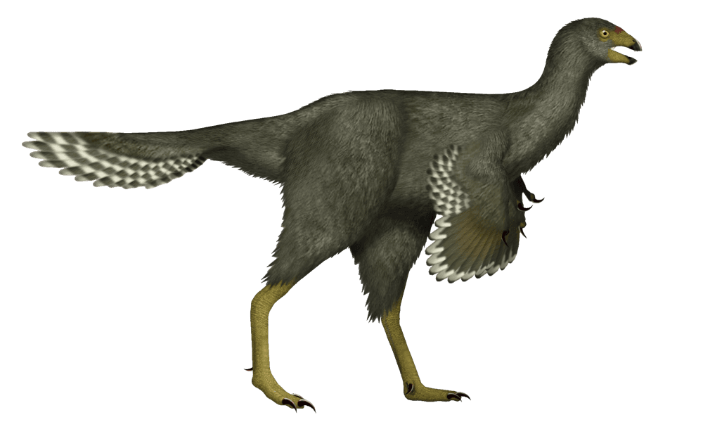Caudipteryx