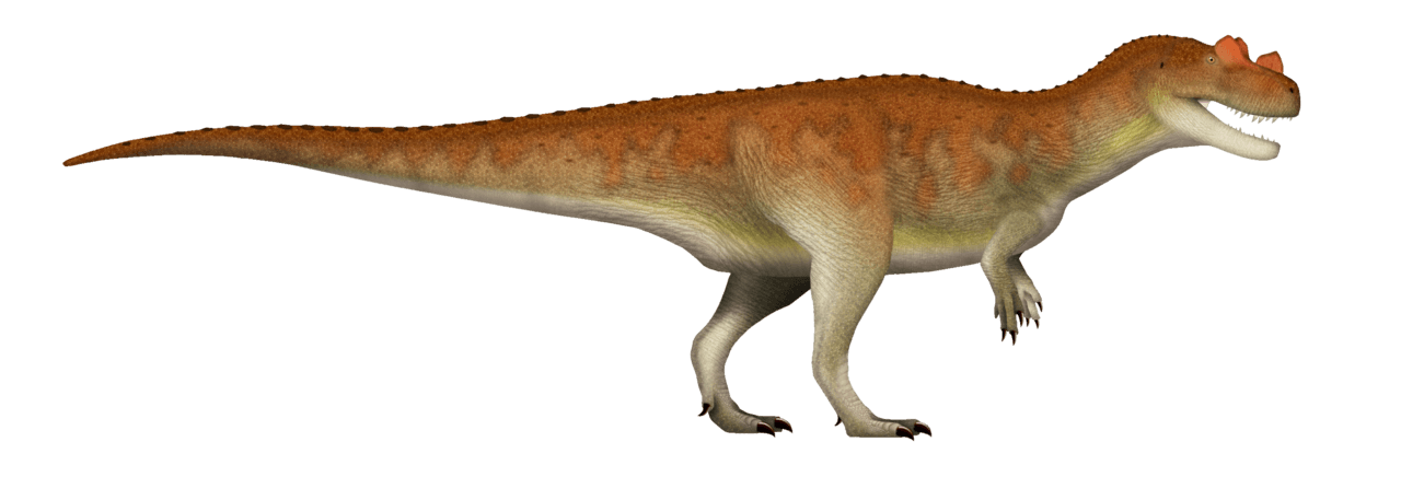 Ceratosaurus — illustration