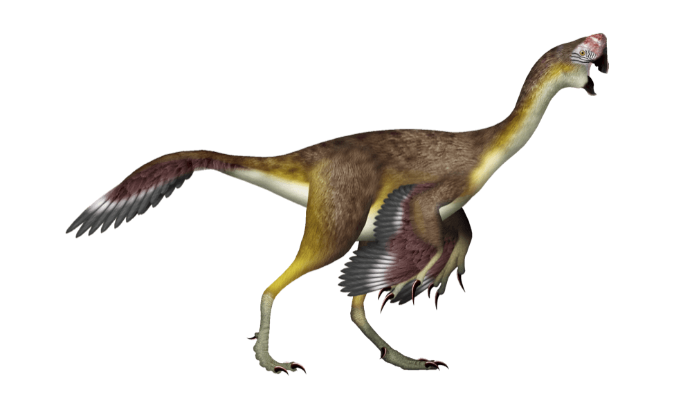 Citipati