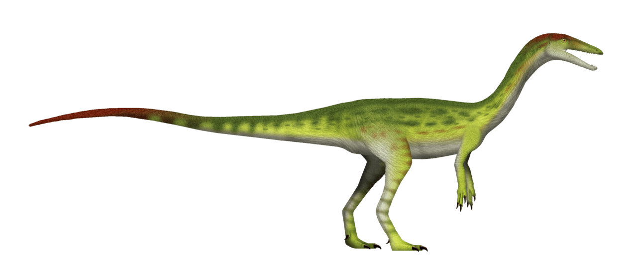 Coelophysis — illustration