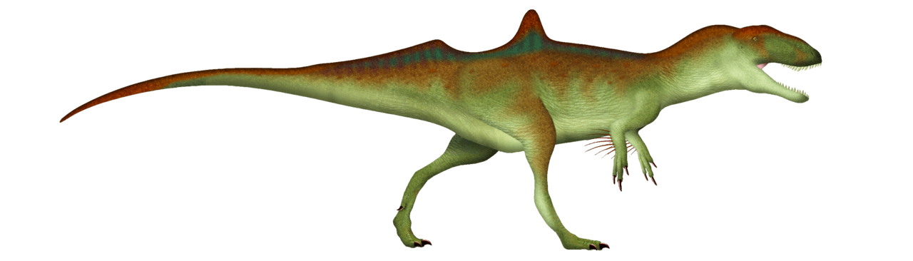Concavenator — illustration