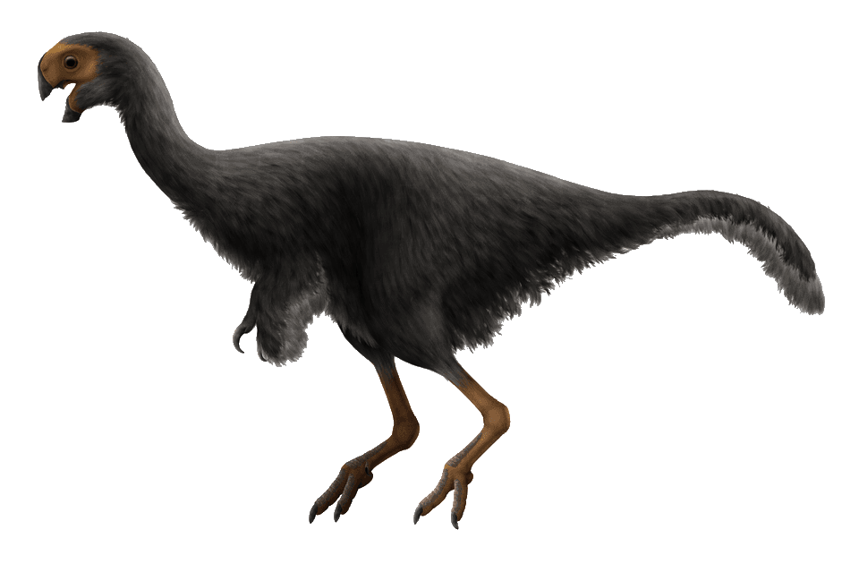 Conchoraptor — illustration