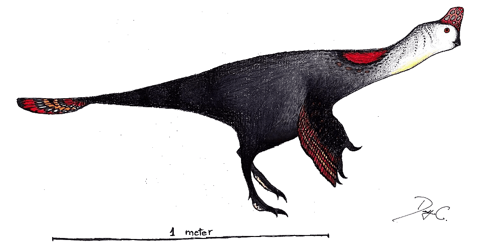 Corythoraptor — illustration