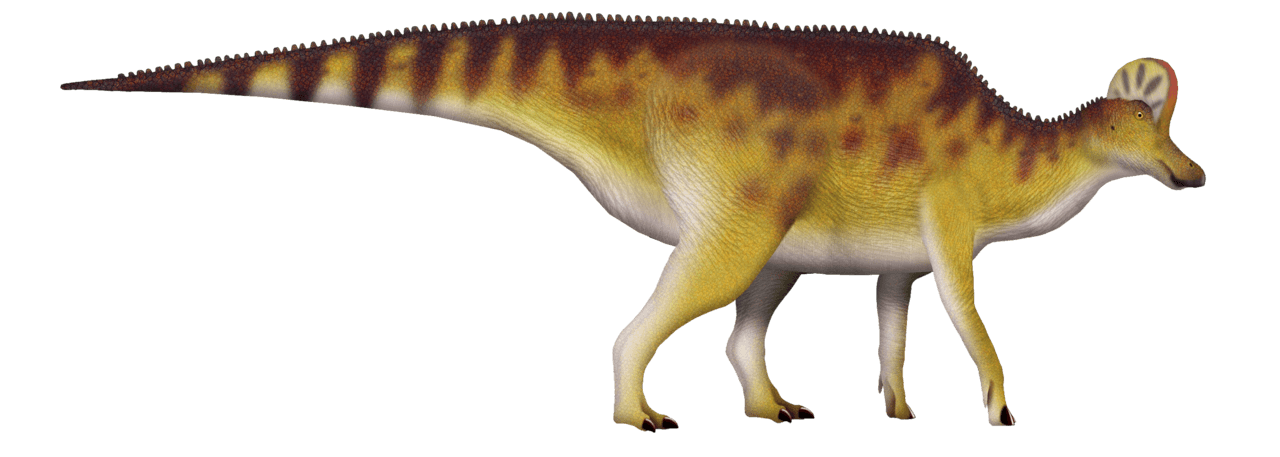 Corythosaurus — illustration