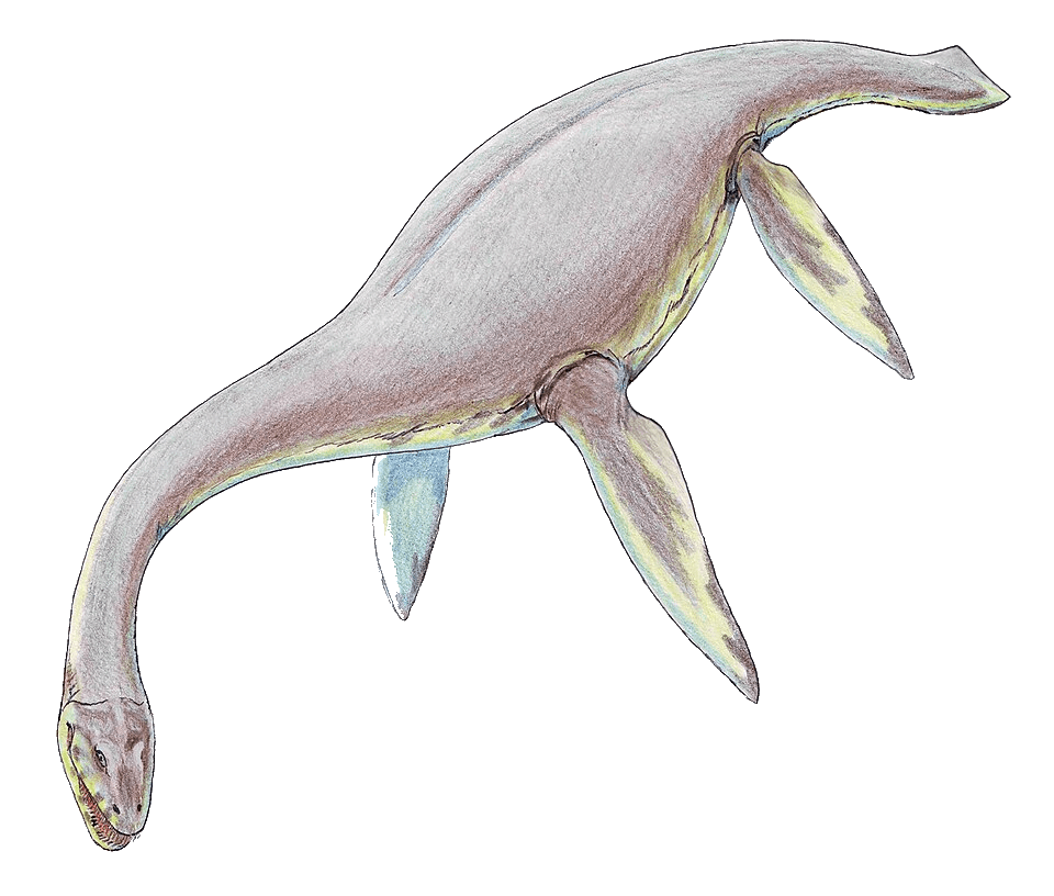 Cryptoclidus — illustration