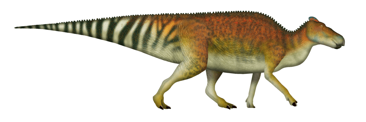 Edmontosaurus — illustration