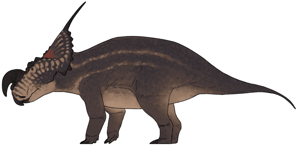Einiosaurus — illustration
