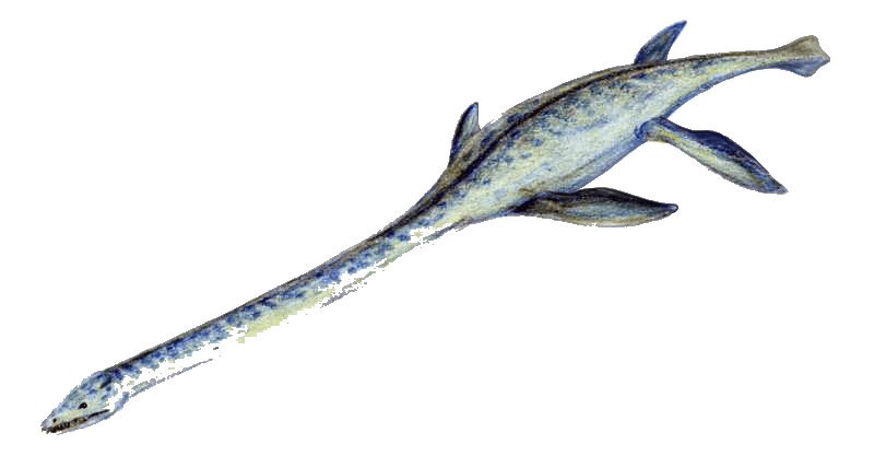 Elasmosaurus — illustration