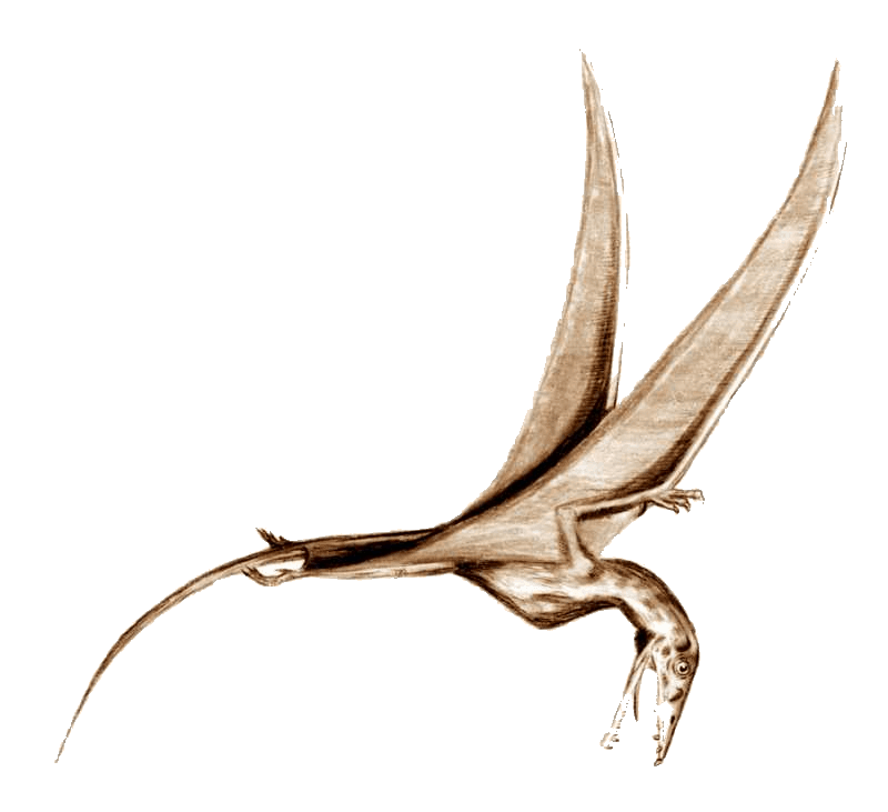 Eudimorphodon — illustration