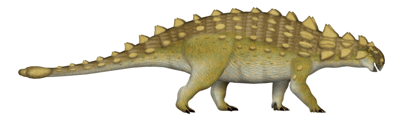 Euoplocephalus — illustration