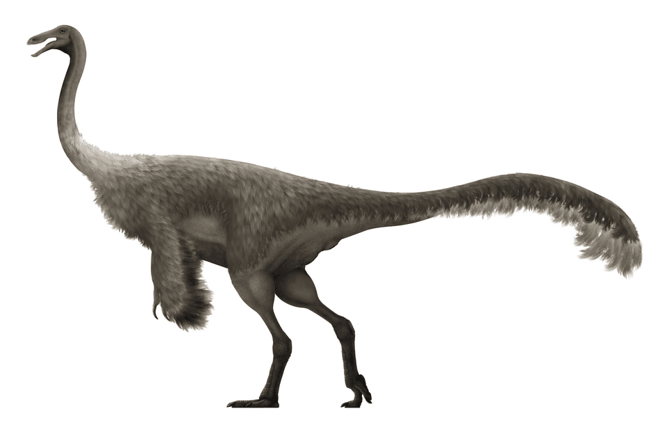 Gallimimus — illustration