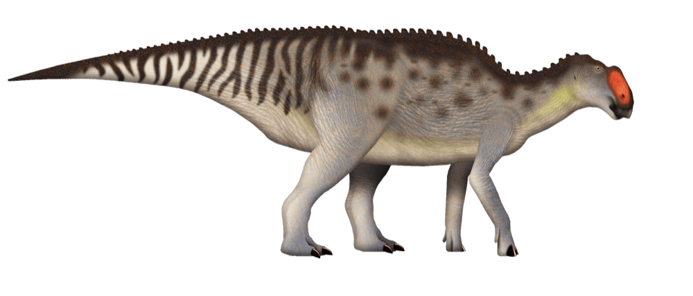 Gryposaurus