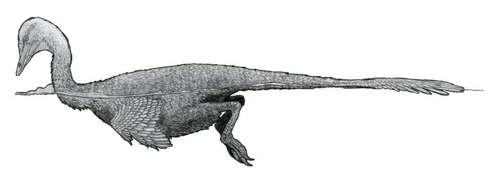 Halszkaraptor — illustration