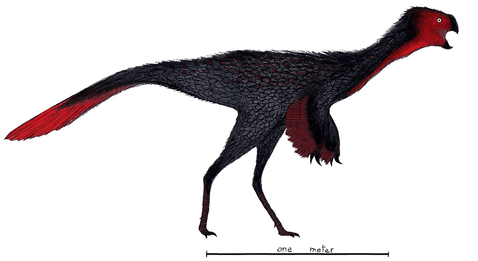 Heyuannia — illustration