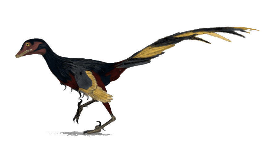 Jinfengopteryx — illustration