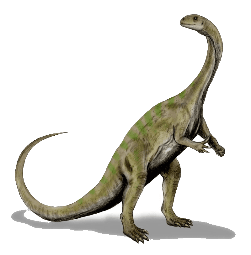 Massospondylus — illustration