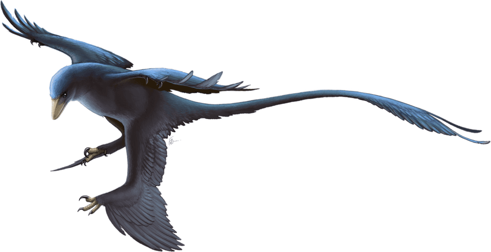 Microraptor — illustration