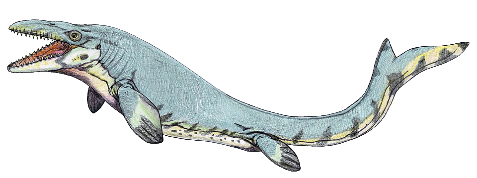 Mosasaurus — illustration