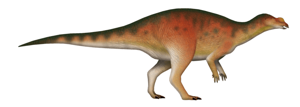 Muttaburrasaurus — illustration