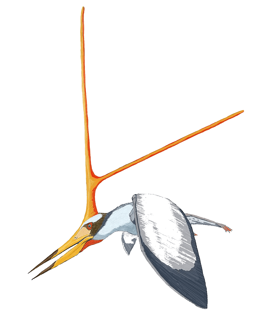 Nyctosaurus — illustration