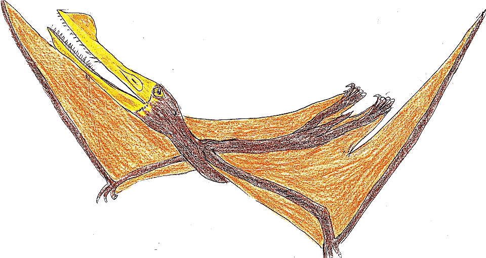 Ornithocheirus — illustration