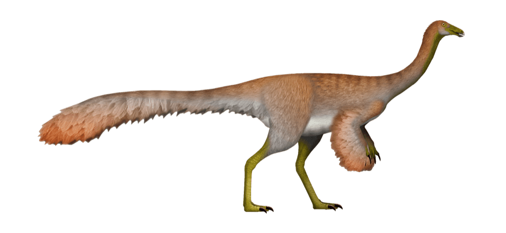 Ornithomimus — illustration