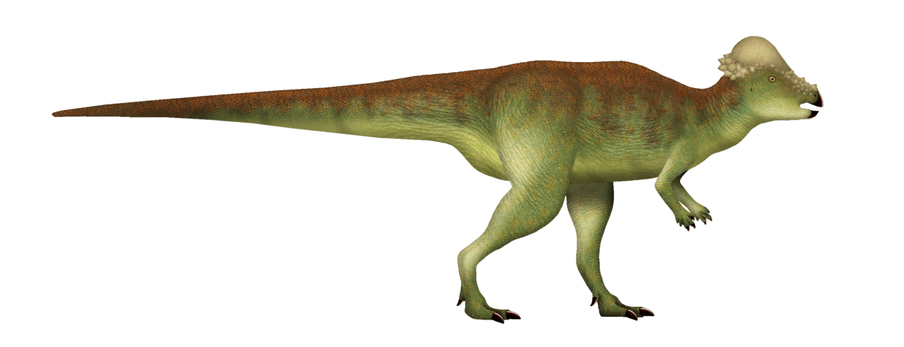 Pachycephalosaurus — illustration