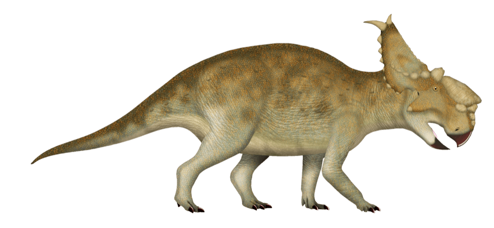 Pachyrhinosaurus