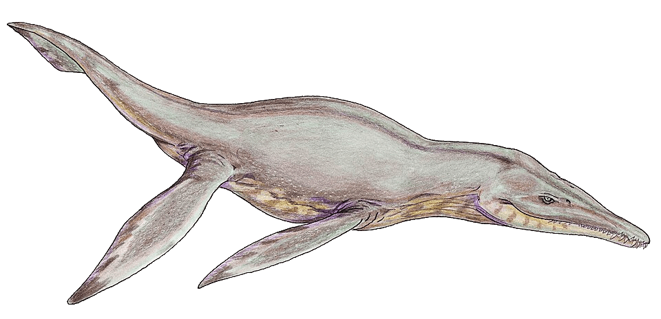 Pliosaurus — illustration