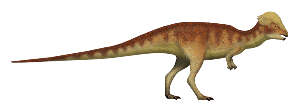 Prenocephale