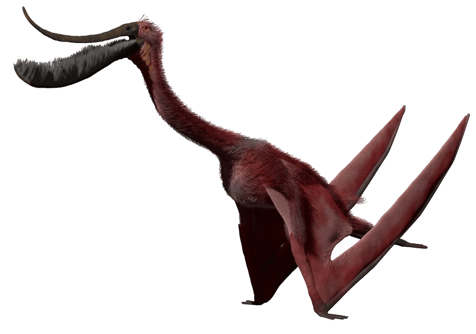 Pterodaustro — illustration