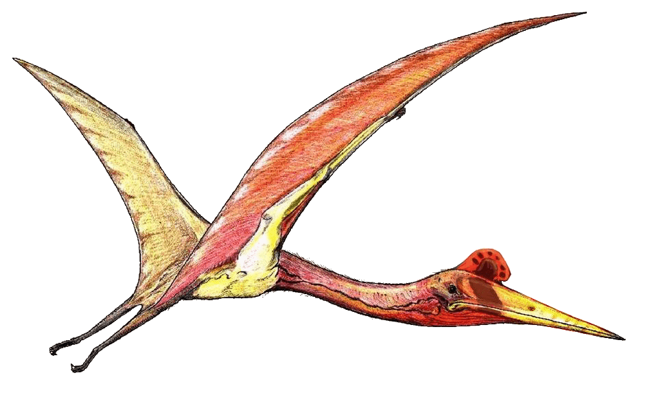 Quetzalcoatlus — illustration
